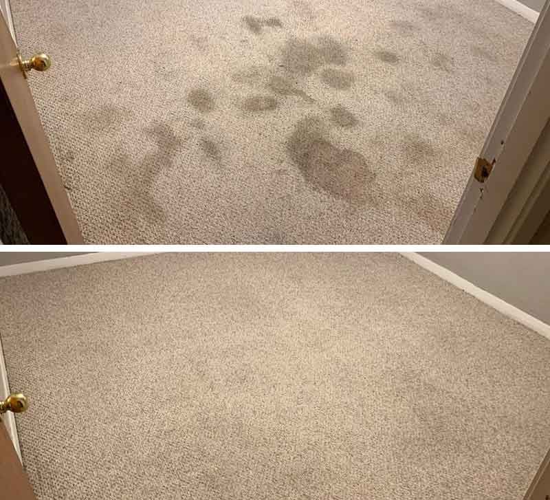 Pet Odor Removal Results