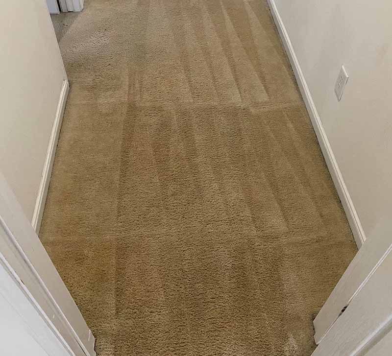 Carpet Cleaning Results