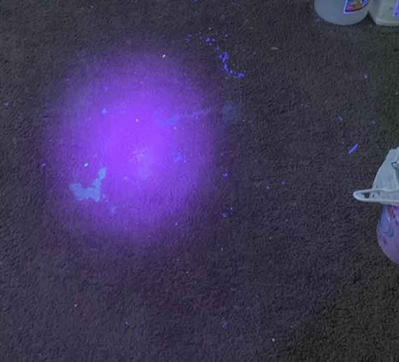 Pet Stain Odor Removal
